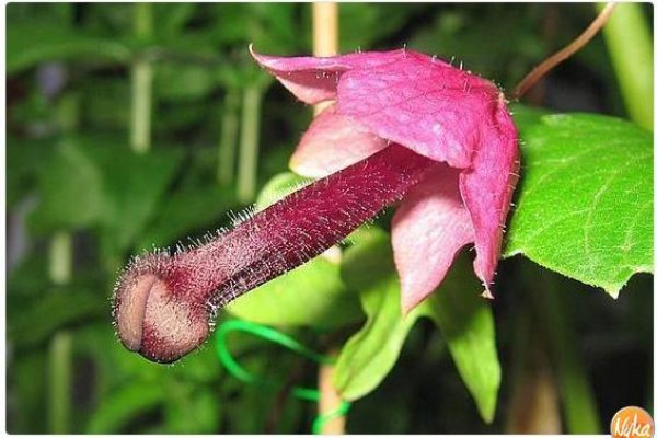 Что такое кракен маркетплейс курительный смесс