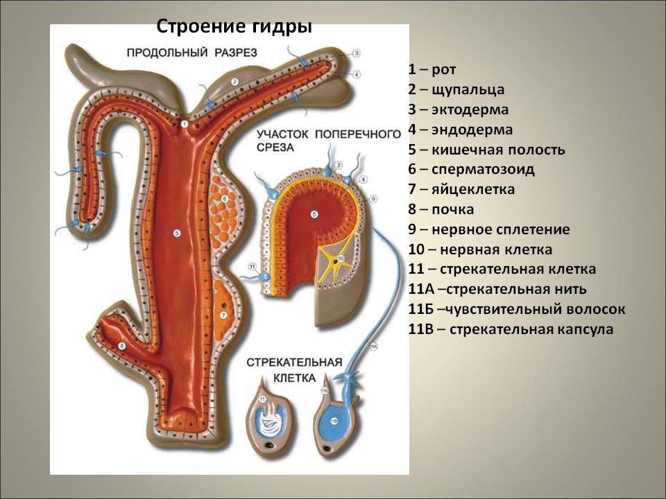 Ссылка на кракен в тор браузере